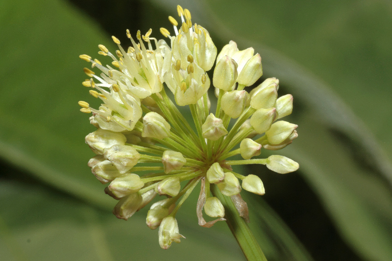 Allium victorialis / Aglio serpentino